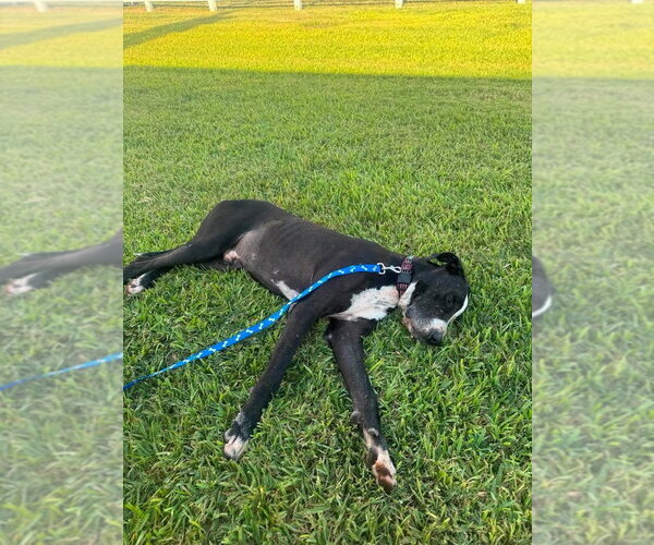 Medium Photo #3 Great Dane Puppy For Sale in Bullard, TX, USA