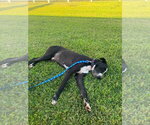 Small Photo #3 Great Dane Puppy For Sale in Bullard, TX, USA