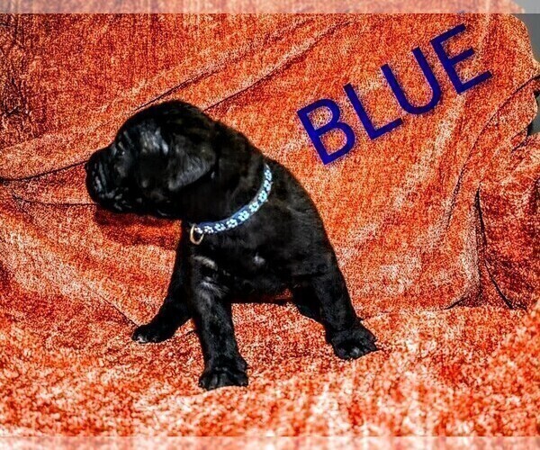 Medium Photo #34 Presa Canario Puppy For Sale in PHILADELPHIA, PA, USA