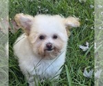 Philip Cheese S - Male Poodle (Toy) Puppy for Sale - Photo #7
