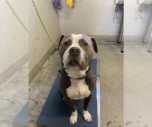 Mutt Dogs for adoption in Camarillo, CA, USA