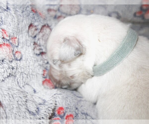 Medium Photo #5 English Cream Golden Retriever Puppy For Sale in LANCASTER, WI, USA