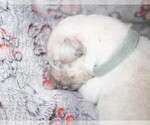 Puppy 4 English Cream Golden Retriever