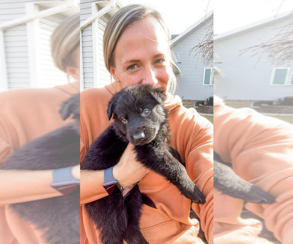 Medium Photo #1 German Shepherd Dog Puppy For Sale in HUDSONVILLE, MI, USA