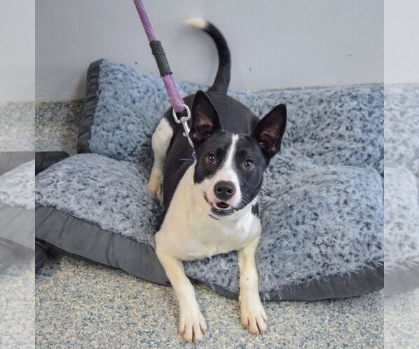 Medium Photo #3 American Staffordshire Terrier-Border Collie Mix Puppy For Sale in Huntley, IL, USA
