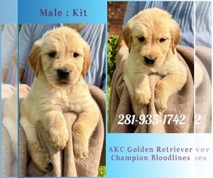 Golden Retriever Puppy for sale in SUGAR LAND, TX, USA