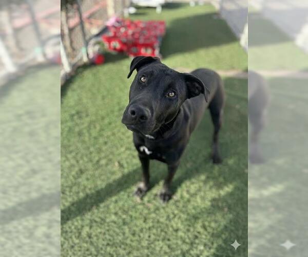 Medium Photo #1 Labrador Retriever-Unknown Mix Puppy For Sale in Chula Vista, CA, USA