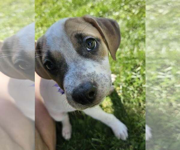 Medium Photo #1 Mutt Puppy For Sale in Waterloo, IA, USA