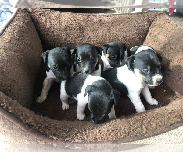 Medium Photo #4 Jack Russell Terrier Puppy For Sale in PASO ROBLES, CA, USA