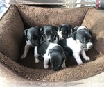 Small Photo #4 Jack Russell Terrier Puppy For Sale in PASO ROBLES, CA, USA