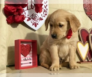 Golden Retriever Puppy for sale in LANCASTER, PA, USA