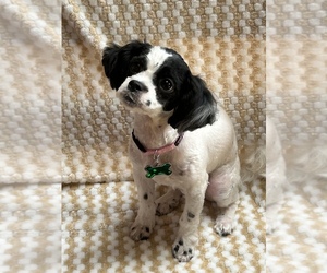 ShihPoo Dog for Adoption in FITCHBURG, Massachusetts USA