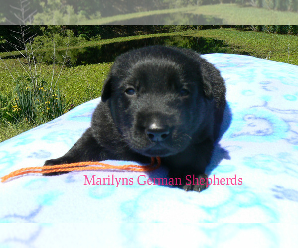 Medium Photo #2 German Shepherd Dog Puppy For Sale in PIEDMONT, MO, USA