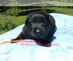 Small #1 German Shepherd Dog
