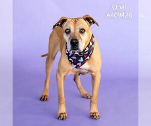 American Pit Bull Terrier Dogs for adoption in Conroe, TX, USA