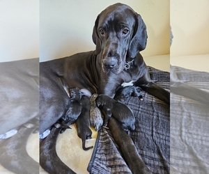 Mother of the Great Dane puppies born on 03/05/2024