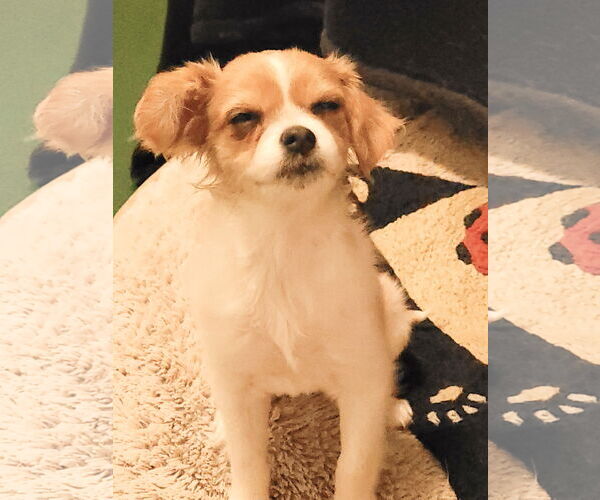 Medium Photo #3 Chilier Puppy For Sale in Sequim, WA, USA