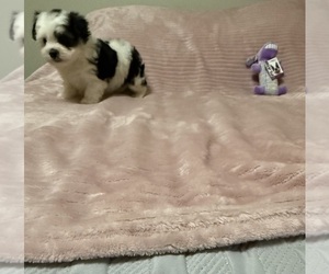 Morkie Puppy for sale in BENSON, NC, USA
