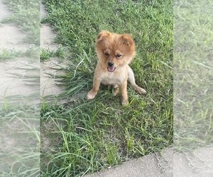 Pomeranian Puppy for Sale in SOUTHAVEN, Mississippi USA