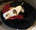 Small Photo #5 American Bulldog-Unknown Mix Puppy For Sale in Sanford, FL, USA