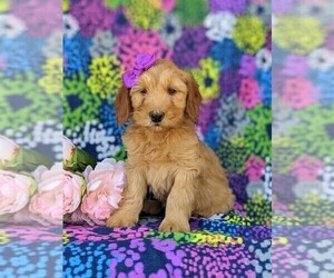 Double Doodle Puppy for sale in CHRISTIANA, PA, USA