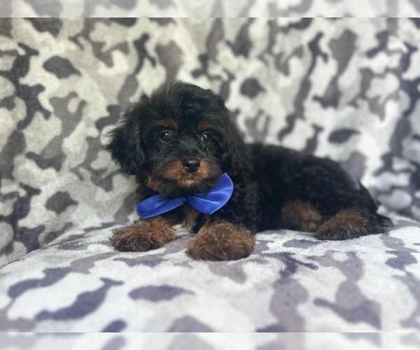 Medium Photo #7 Cavapoo Puppy For Sale in LAKELAND, FL, USA
