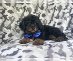 Small #6 Cavapoo