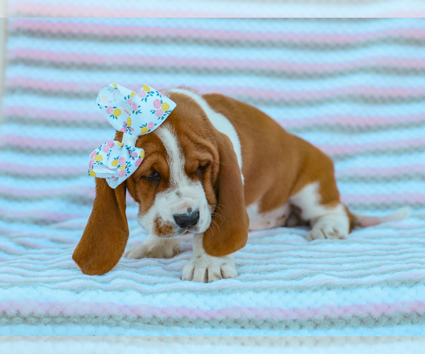 Medium Photo #3 Basset Hound Puppy For Sale in LIBERTY, KY, USA