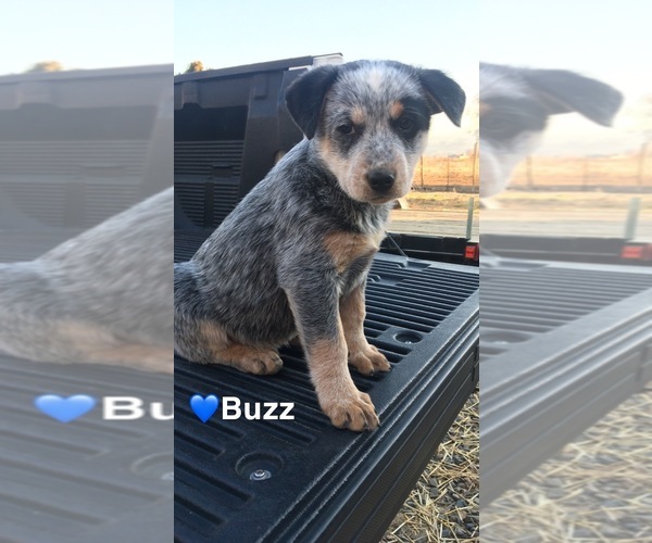 Medium Photo #5 Australian Cattle Dog Puppy For Sale in TOPPENISH, WA, USA