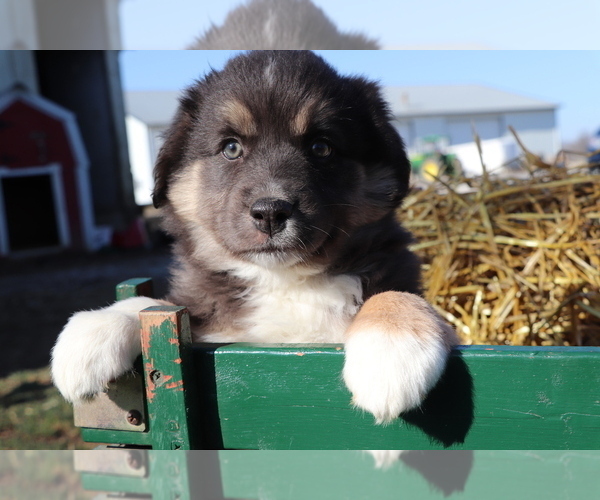Medium Photo #1 Australian Shepherd Puppy For Sale in SHILOH, OH, USA