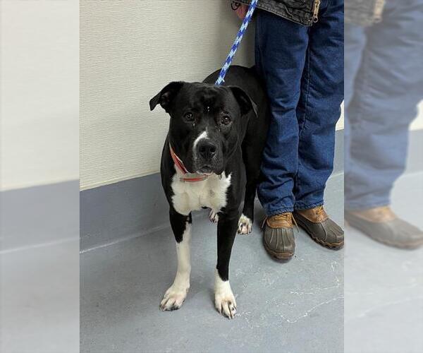 Medium Photo #1 Mutt Puppy For Sale in Louisville, KY, USA