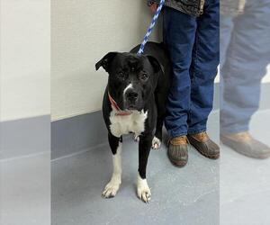 Mutt Dogs for adoption in Louisville, KY, USA