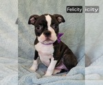 Small #2 Boston Terrier