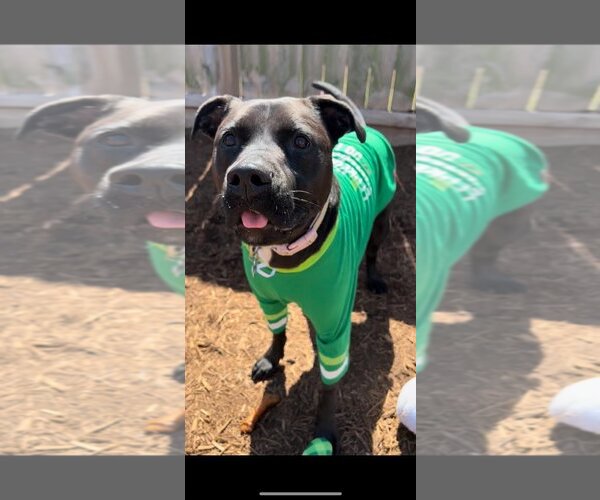 Medium Photo #30 American Pit Bull Terrier-Labrador Retriever Mix Puppy For Sale in Houston, TX, USA