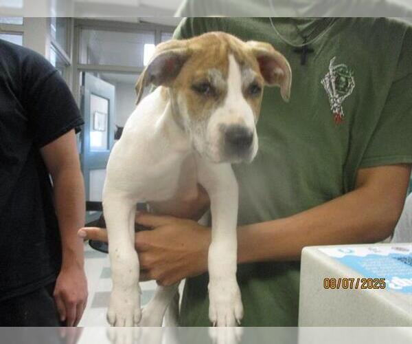 Medium Photo #1 American Pit Bull Terrier-Unknown Mix Puppy For Sale in Oklahoma City, OK, USA