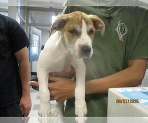 American Pit Bull Terrier-Unknown Mix Dogs for adoption in Oklahoma City, OK, USA