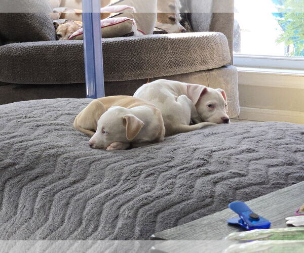 Medium Photo #3 American Pit Bull Terrier-Labrador Retriever Mix Puppy For Sale in The Woodlands, TX, USA