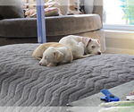 Small #2 American Pit Bull Terrier-Labrador Retriever Mix