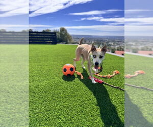 American Pit Bull Terrier-Siberian Husky Mix Dogs for adoption in San Diego, CA, USA