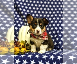 Pembroke Welsh Corgi Puppy for sale in LINCOLN UNIVERSITY, PA, USA