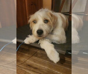 Ringo - Male Border Terrier-Wheaten Terrier Mix Dog for Adoption - Photo #2