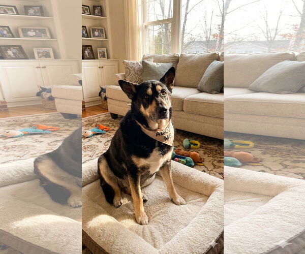 Medium Photo #1 Mutt Puppy For Sale in Rockaway, NJ, USA