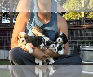Cavalier King Charles Spaniel Puppy for sale in SANTA ROSA, CA, USA