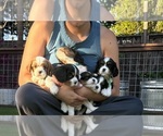Small Cavalier King Charles Spaniel