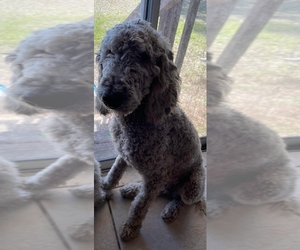 Poodle (Standard) Puppy for sale in JENNINGS, FL, USA