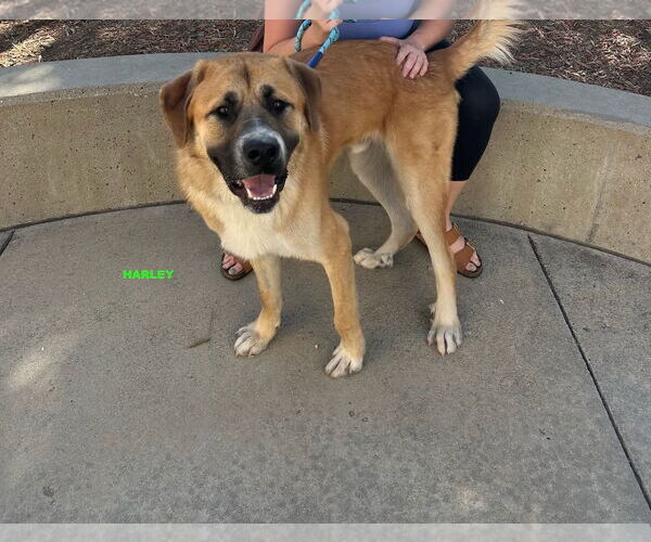 Medium Photo #4 Anatolian Shepherd-Unknown Mix Puppy For Sale in Woodland Hills, CA, USA