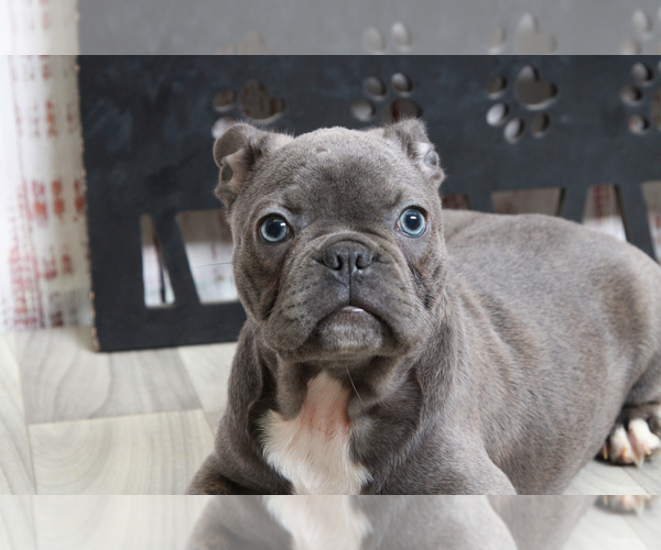 Medium Photo #4 Faux Frenchbo Bulldog Puppy For Sale in MARIETTA, GA, USA