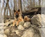 Small Photo #1 German Shepherd Dog Puppy For Sale in SPRINGFIELD, IL, USA