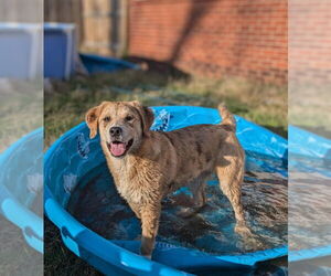 Labrador Retriever-Unknown Mix Dogs for adoption in Boston, MA, USA
