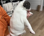Small #3 French Bulldog
